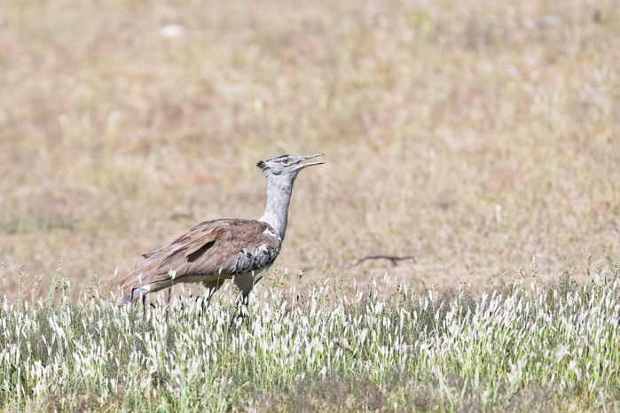 Kori bustard Kori bustard  Ardeotis kori  walking in grassland. This huge bird can reach over a metre in length, but it has a slender body which allows it to take off easily and to fly gracefully. It is found in the steppes of southern and eastern Africa, where it roams around searching for grasses, grasshoppers and other food items. Photographed in the Kalahari regions of South Africa and Botswana. Photo by DR P. MARAZZI SCIENCE PHOTO LIBRARY