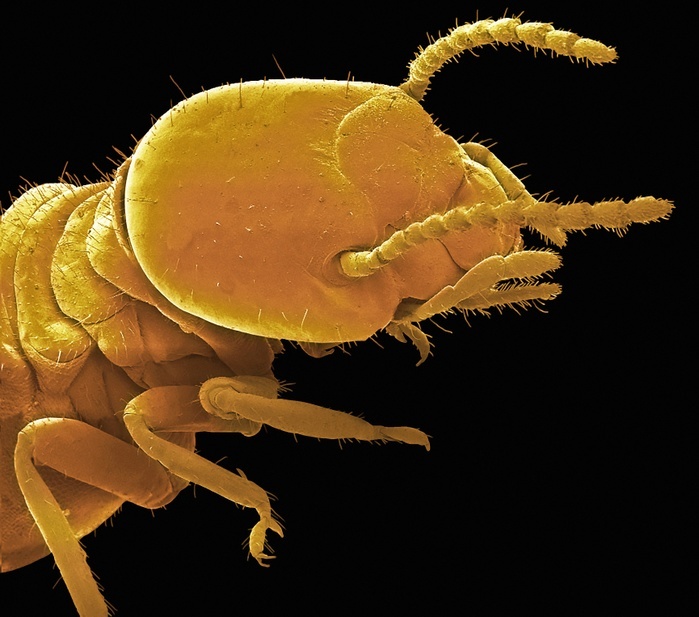 Magnetic termite, SEM Magnetic termite. Coloured scanning electron micrograph  SEM  of a blind worker of the magnetic termite. Sterile male and female termites make up the worker caste. Amitermes meridionalis, commonly known as the magnetic termite or compass termite, is a species of eusocial insect in the family Termitidae. It is endemic to northern Australia and the common names derive from the fact that the wedge shaped mound is aligned with its main axis running north and south. Magnification: x50 when printed at 10 centimetres wide. Photo by STEVE GSCHMEISSNER SCIENCE PHOTO LIBRARY