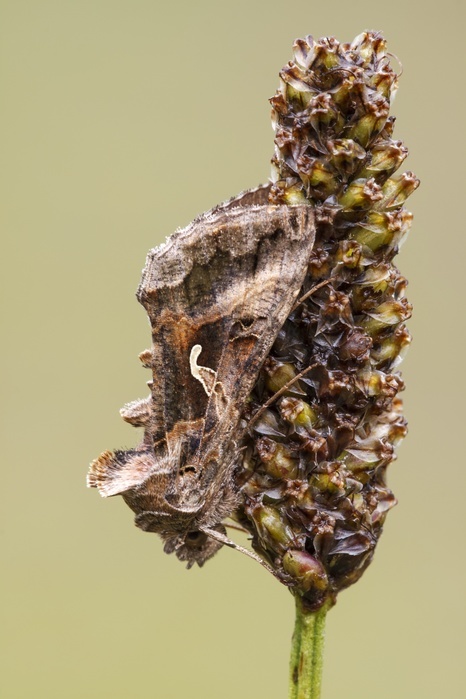 Silver Y moth Lateral view of a silver y moth  Autographa gamma  resting on a species of plantain in a damp woodland habitat. This moth is a day flying member of the Noctuidae family. Photographed in Somerset, UK, in July. Photo by HEATH MCDONALD SCIENCE PHOTO LIBRARY