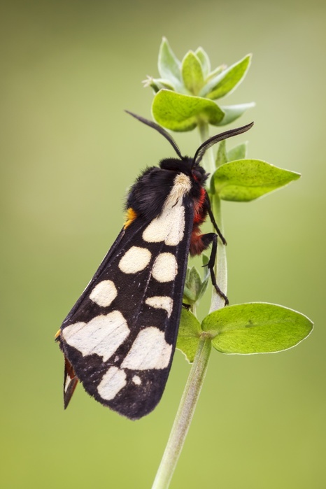 Cream Spot Tiger moth A large and brightly marked moth the cream spot tiger s  Arctia villica  flight period is mainly May to June with a single generation each year. The caterpillars feed on a range of herbaceous plants such as dandelions and nettles. Photographed in Somerset, UK, in June. Photo by HEATH MCDONALD SCIENCE PHOTO LIBRARY