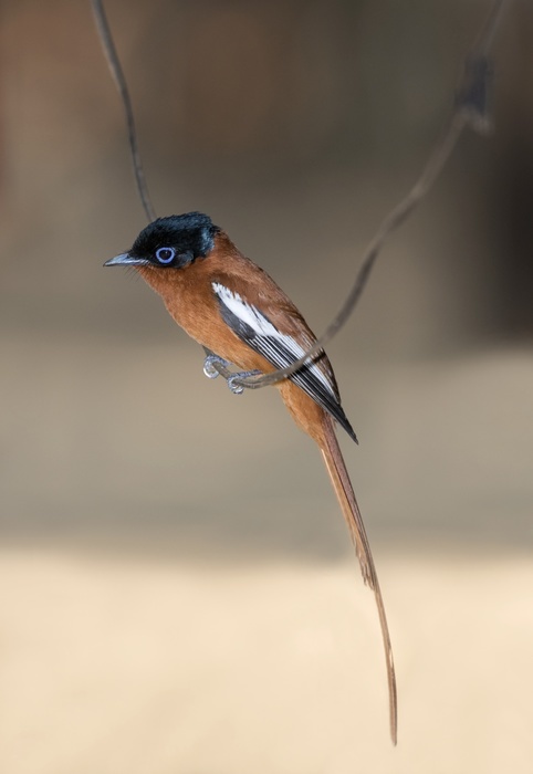 Male Madagascar paradise flycatcher Madagascar paradise flycatcher male  Terpsiphone mutata  perched on a branch. This flycatcher is found in Madagascar and the Comoros Islands. Like most flycatchers, it swoops down on insects from a perch. This is the rufous coloured male in breeding plumage. Alternatively, certain males bear the black backed white morph  a colour variation  plumage, which can be seen in image C041 5839. Photographed in Kirindy reserve, western Madagascar. Photo by TONY CAMACHO SCIENCE PHOTO LIBRARY