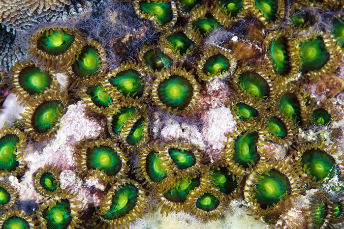 Zoanthid polyps Zoanthid polyps. Photographed on the Great Barrier Reef, Australia. Photo by ALEXANDER SEMENOV SCIENCE PHOTO LIBRARY