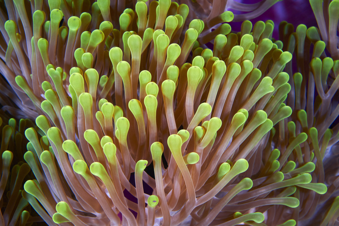Magnificent sea anemone Magnificent sea anemone  Heteractis magnifica . Photographed in the Indian Ocean in the Maldives. Photo by ALEXANDER SEMENOV SCIENCE PHOTO LIBRARY