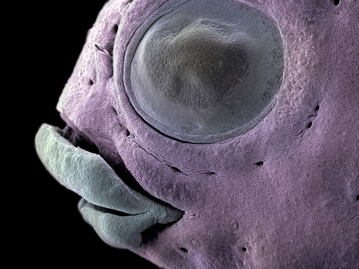 Lumpfish head, SEM Coloured scanning electron micrograph  SEM  of a Lumpfish larva head. The Lumpfish  Cyclopterus lumpus  is a species of the lumpsucker family endemic to the North Atlantic and adjoining areas of the Arctic Ocean. They are well developed upon hatching equipped with a functional mouth and digestive system which allows them to eat relatively large food particles at an early stage. The pelvic fins are modified to form a suction cup  hence lumpsucker  that allows them to stick to rocks and the sea bottom, and so avoid being swept along by the current. Lumpfish have a well established fishery and are caught commercially for their roe as an alternative, cheaper caviar. Magnification x60 when printed at 10cm wide. Photo by JANNICKE WIIK NIELSEN VETINST SCIENCE PHOTO LIBRARY