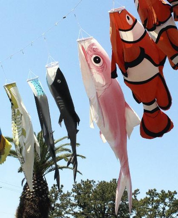 obi with a different colour on each side Carp streamers in the shape of clownfish and megamouth sharks at 11:04 a.m. on May 2 at Tokai University Marine Science Museum.