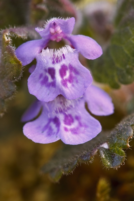 Ground Ivy A close up view of the flowers of ground ivy  Glechoma hederacea  growing in a woodland habitat. This is a clump forming aromatic evergreen creeper that is closely related to dead nettles. The violet flowers appear from March to June. Photographed in Somerset UK in April., HEATH MCDONALD SCIENCE PHOTO LIBRARY