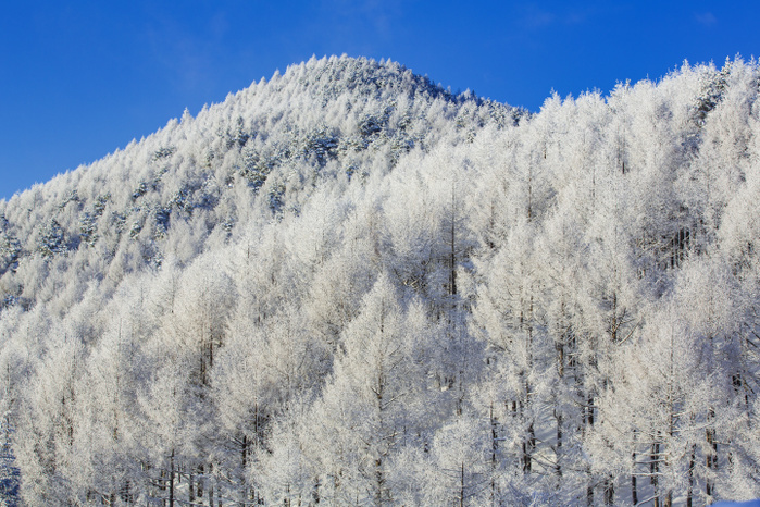 Snow Landscape in Nagano