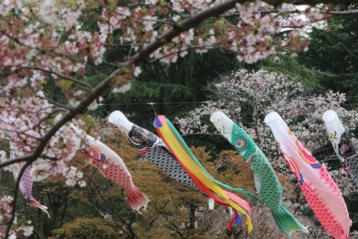 Carp streamers are displayed at the Kodomonokuni park April 12, 2019, Yokohama, Japan   Colorful carp streamers swin in the sky while cherry trees bloom at the Kodomonokuni park in Yokohama, suburban Tokyo on Friday, April 12, 2019. Koinobori or carp streamers are displayed for May 5 boy s festival in Japan, that reflect the parents  wishes for boy to grow up as strong as the carp.      Photo by Yoshio Tsunoda AFLO 