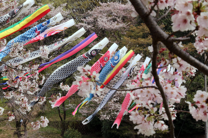 Carp streamers are displayed at the Kodomonokuni park April 12, 2019, Yokohama, Japan   Colorful carp streamers swin in the sky while cherry trees bloom at the Kodomonokuni park in Yokohama, suburban Tokyo on Friday, April 12, 2019. Koinobori or carp streamers are displayed for May 5 boy s festival in Japan, that reflect the parents  wishes for boy to grow up as strong as the carp.      Photo by Yoshio Tsunoda AFLO 