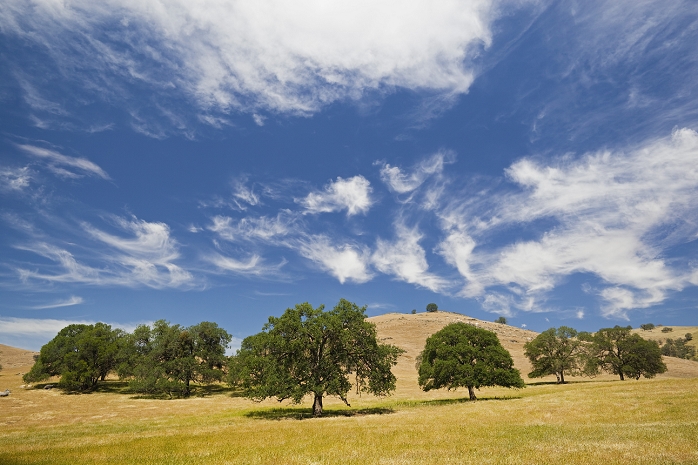 USA, California, Broad-leafed trees in hilly landscape