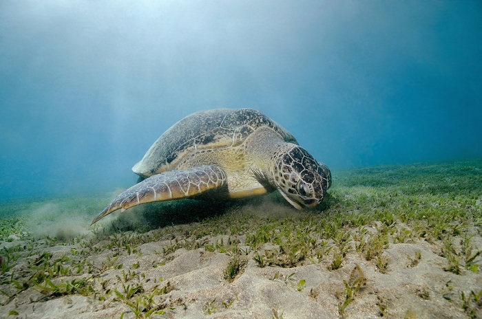 Egypt, Red Sea, Green sea turtle (Chelonia mydas)
