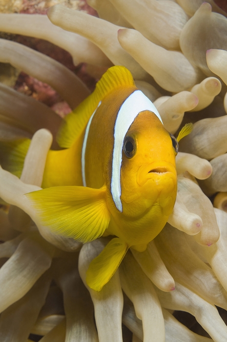 Egypt, Red Sea, Red Sea anemonefish (Amphiprion bicinctus)