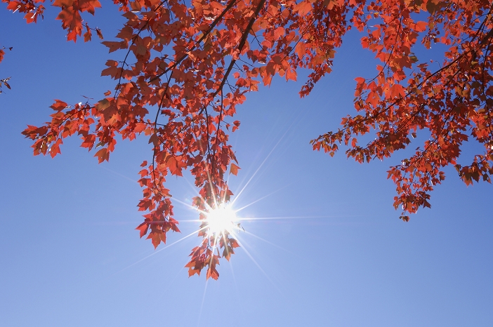 USA, New England, Maple leaves against blue sky