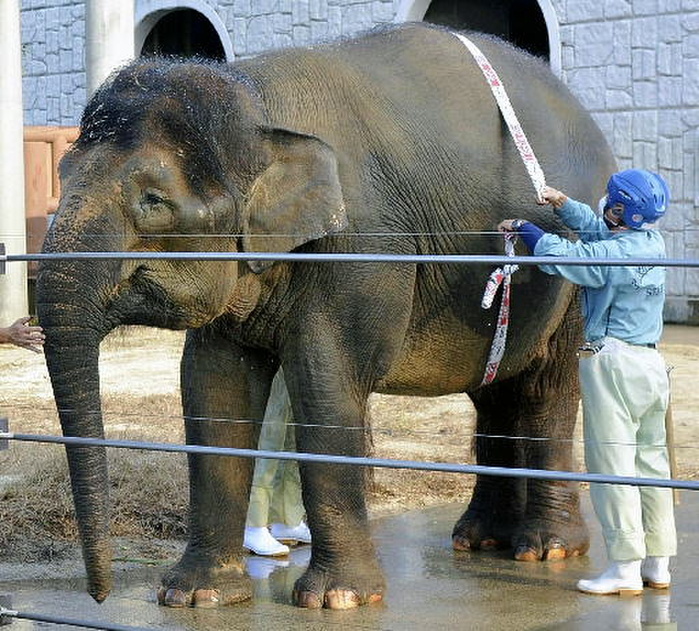 Bornean elephant  Loxodonta borneanensis  Fukuchan continues treatment for tuberculosis in Fukuyama, Japan.
