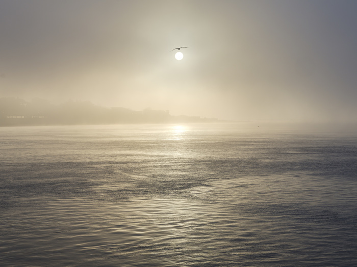 A seagull flies close to the sun as it shines through heavy fog on the sea front at Exmouth, Devon, UK A seagull flies close to the sun as it shines through heavy fog on the sea front at Exmouth, Devon, England, United Kingdom, Europe, Photo by Baxter Bradford