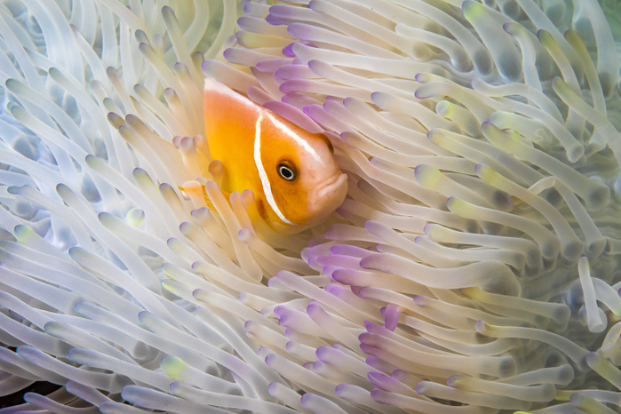 This Common anemonefish (Amphiprion perideraion) is most often found associated with the anemone (Heteractis magnifica) as pictured here; Yap, Micronesia, Photo by Dave Fleetham