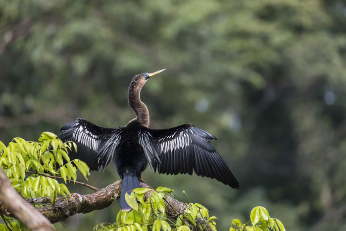 An adult female anhinga, Anhinga anhinga, drying her wings in Tortuguero National Park, Costa Rica. An adult female anhinga, Anhinga anhinga, drying her wings in Tortuguero National Park, Costa Rica, Central America, Photo by Michael Nolan