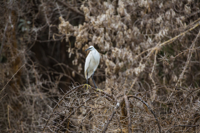 Little Egret stands on the branch of trees; in Lake Naivasha;  Nakuru; Kenya; Africa