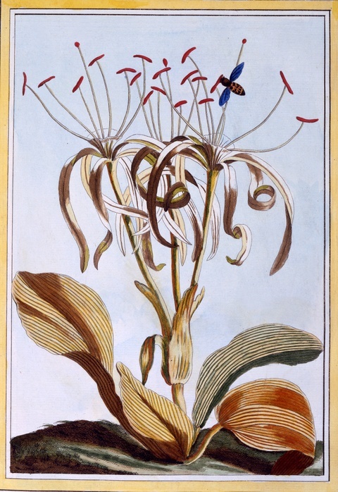 Sea Daffodil,  pub. 1776. Creator: Pierre Joseph Buchoz  1731 1807 . Sea Daffodil,  from  Collection Precieuse et Enluminee ,  pub. 1776  hand coloured engraving . Pancratium maritimum is known as Sea Daffodil  family Amaryllidaceae.