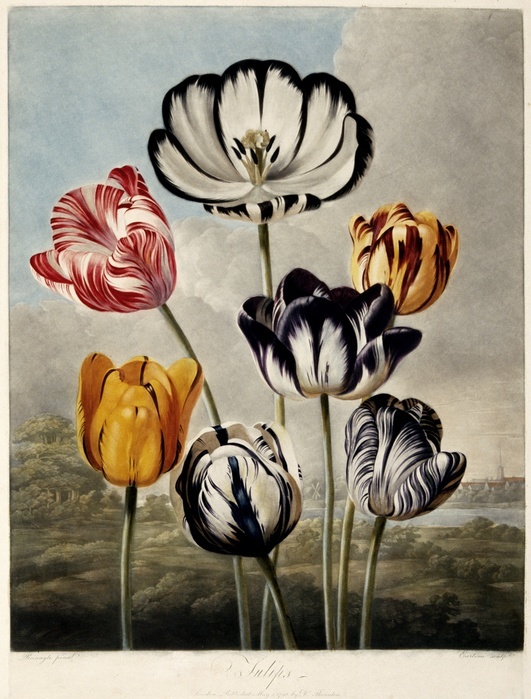  Tulips , 1798.  Creator: Philip Reinagle.  Tulips , 1798. Series of botanical illustrations in Dr. Robert John Thornton s Temple of Flora with flowers shown against brooding romantic backgrounds. Originally cultivated in the Ottoman Empire  present day Turkey , tulips were imported into Holland in the sixteenth century. In the mid seventeenth century, tulips were so popular that they created the first economic bubble, known as  quot Tulip Mania quot   tulipomania .
