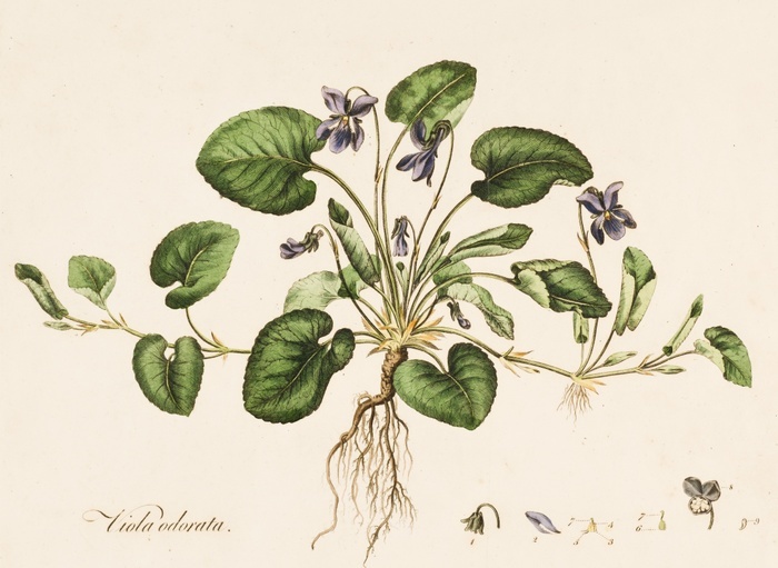 Viola odorata,  Sweet Violet , c1770 1790. Creator: William Kilburn. Viola odorata,  Sweet Violet , c1770 1790.  Viola odorata is a charming perennial, bearing tiny, strongly scented flowers over semi evergreen foliage. As a medicinal plant is used as poultice for treatment of headache, cough, colds, bronchitis, and fever in different Traditional medicines.