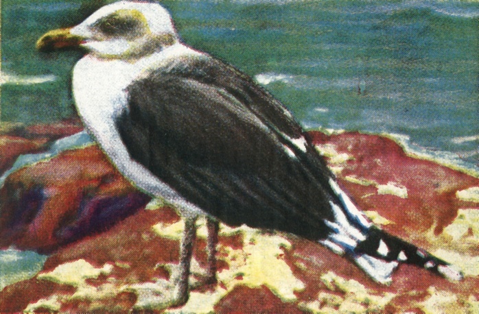 Dominican gull, c1928. Creator: Unknown. Dominican gull, c1928. Also known as the kelp gull  Larus dominicanus , seabird which breeds on coasts and islands in the southern hemisphere. From  quot Die Welt in Bildern quot ,  The World in Pictures , cigarette card album, c1928.  Georg A Jasmatzi, A. G., Dresden, Germany 