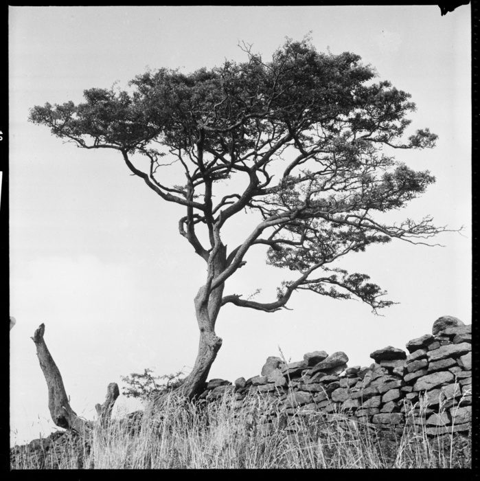Windswept tree beside a drystone wall, 1966 1974. Creator: Eileen Deste. Windswept tree beside a drystone wall, 1966 1974. The location of this site is unidentified, but it is possibly in East Lancashire  Earby parish  or North Yorkshire  Lothersdale parish .