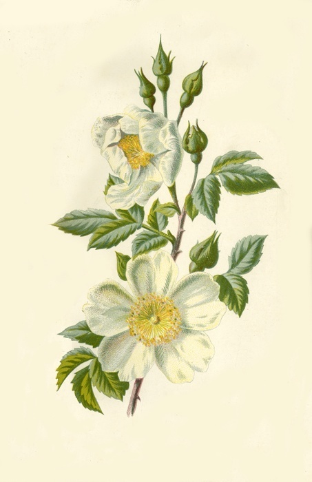  Field Rose , 1877. Creator: Frederick Edward Hulme.  Field Rose , 1877. Field Rose,  Rosa arvensis    a vigorous, thorny, rambling shrub. From  quot Familiar Wild Flowers quot , figured and described by F. Edward Hulme, F.L.S., F.S.A.  Cassell  amp  Company, Limited  London, Paris  amp  New York, 1877 