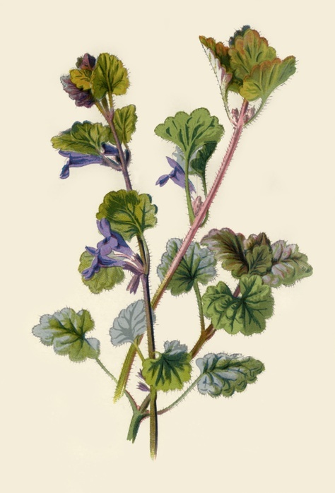  Ground Ivy , 1877. Creator: Frederick Edward Hulme.  Ground Ivy , 1877. Ground Ivy,  Glechoma hederacea    aromatic, perennial, evergreen creeper, considered invasive in North America, used in traditional medicine.  From  quot Familiar Wild Flowers quot , figured and described by F. Edward Hulme, F.L.S., F.S.A.  Cassell  amp  Company, Limited  London, Paris  amp  New York, 1877 