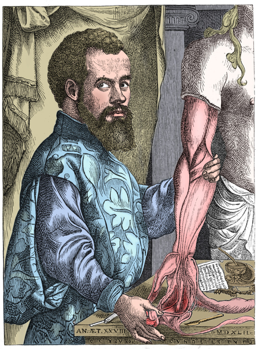 Andreas Vesalius, 16th century Flemish anatomist. Vesalius' (1514-1564) great work on anatomy De Humani Corporis Fabrica (On the Structure of the Human Body) (1543) was a landmark, with accurate depictions of parts of the body, including the nervous system. Vesalius based his work on dissection and personal observation, disproving the belief that because, in Genesis, God created Eve from Adam's rib, men had one less rib than women. He contradicted Aristotle's teaching that the heart is the seat of the emotions, replacing it with the brain and the nervous system. After Jan Stevan Calcar (c1499-1546). (Colorised black and white print).