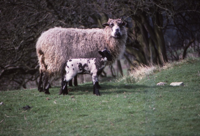 Sheep and Lambs in April, Wharfedale, Yorkshire, 20th century. Sheep and Lambs in April, Wharfedale, Yorkshire, 20th century. Sheep raised principally for their meat  lamb and mutton , milk and fiber  wool  also yield sheepskin and parchment.