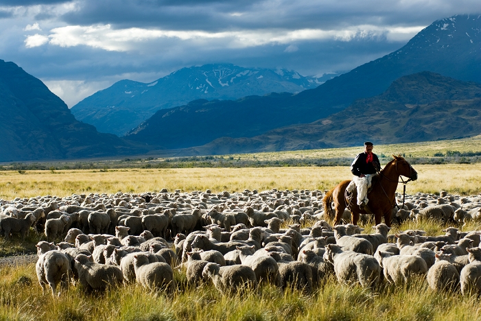 Patagonia, a Treasure Trove of Nature In danger of being submerged by a dam project  The last remaining Goucho and his family herd the sheep and cattle that feed the staff at the Estancia Chacabuco, this estancia, previously one of the largest in Chilean Patagonia is now becoming the new Patagonia National Park. The process of creating the park involves removing fences and most of the animals from the property to allow these grasslands to heal. Gaucho: Erasmo Betancur Casanova  nickname: Beta  and his wife Eliana Casanova herding animals on horseback, cooking in their camp kitchen and sheering sheep. Also scenes of Beta lassoing a cow and then bleeding it to death and then the entire family and estancia staff butchering the cow.  Photo by Bridget Besaw Aurora Photos AFLO   2980 