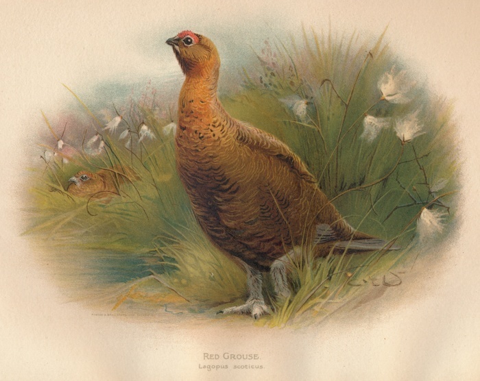 'Red Grouse (Lagopus scoticus)', 1900, (1900). From The Game Birds and Wild Fowl of The British Islands, by Charles Dixon, illustrated by Charles Whymper. [Pawson & Brailsford, Sheffield, 1900]