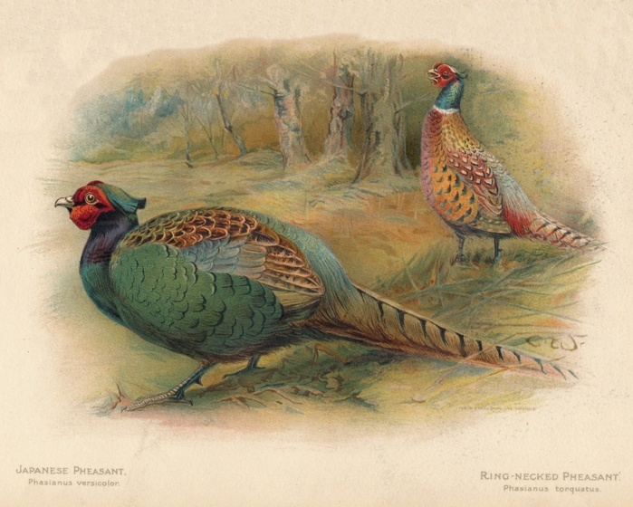 'Japanese Pheasant (Phasaianus versicolor), Ring-Necked Pheasant (Phasaianus torquatus)', 1900, (1900). From The Game Birds and Wild Fowl of The British Islands, by Charles Dixon, illustrated by Charles Whymper. [Pawson & Brailsford, Sheffield, 1900]