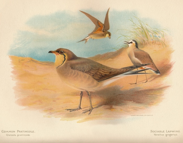'Common Pratincole (Glareola pratincola), Sociable Lapwing (Vanellus gregarius)', 1900, (1900). From The Game Birds and Wild Fowl of The British Islands, by Charles Dixon, illustrated by Charles Whymper. [Pawson & Brailsford, Sheffield, 1900]