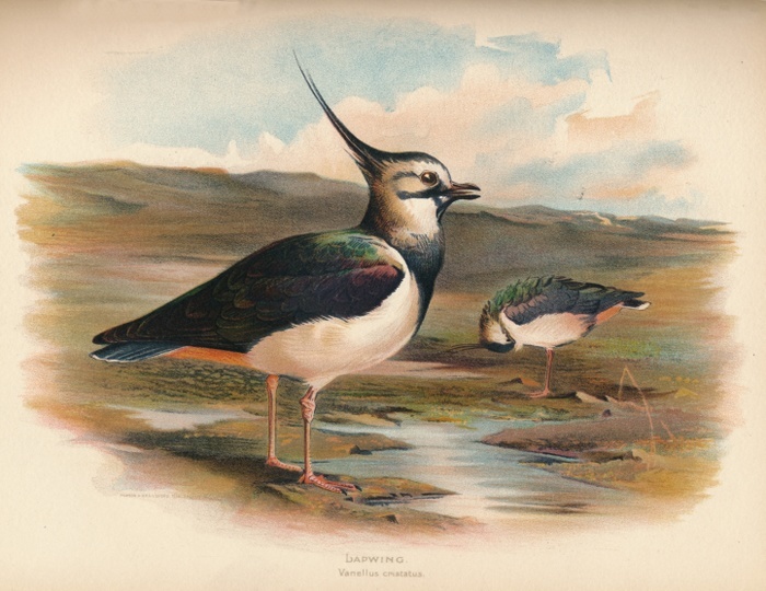 'Lapwing (Vanellus cristacus)', 1900, (1900). From The Game Birds and Wild Fowl of The British Islands, by Charles Dixon, illustrated by Charles Whymper. [Pawson & Brailsford, Sheffield, 1900]