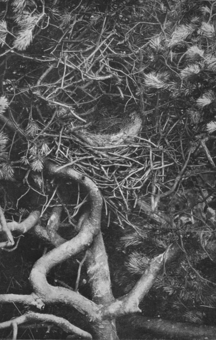 'Nest of Magpie', c1882, (1912). From Bibby's Annual 1912, [J. Bibby & Sons, Liverpool, 1912]