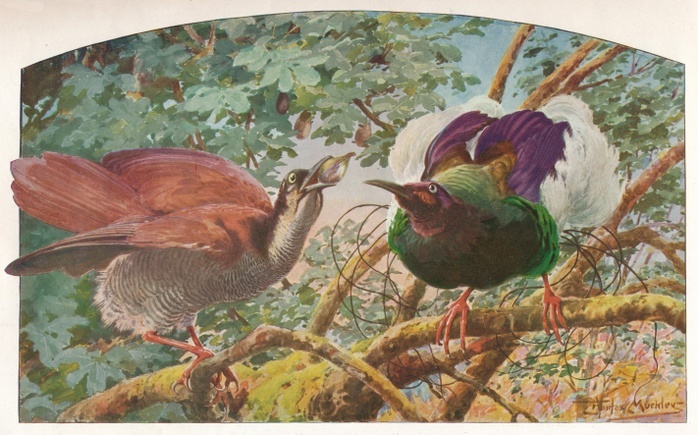 'Twelve-wired Birds of Paradise', c1910, (1911). From Bibby's Annual 1911, [J. Bibby & Sons, Liverpool, 1911]