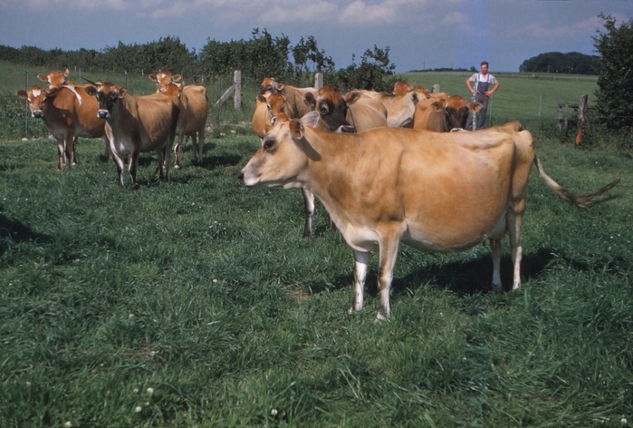 Dairy Herd Farming in Yorkshire, 20th century. Dairy Herd Farming in Yorkshire, 20th century. Dairy farming is a class of agriculture for long term production of milk, which is processed for eventual sale.