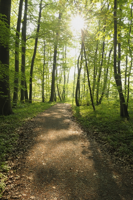 Path Through Beech Forest in Spring, Hainich National Park, Thuringia, Germany