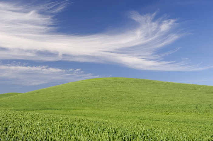 Blue sky and wheat field Wheat Field, Palouse Region, Palouse, Whitman County, Washington State, USA