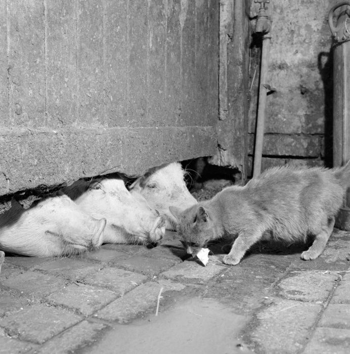 A cat eating off the ground at a farm in North Shropshire, 1960s. The snouts of three pigs with their heads can be seen under a gate.