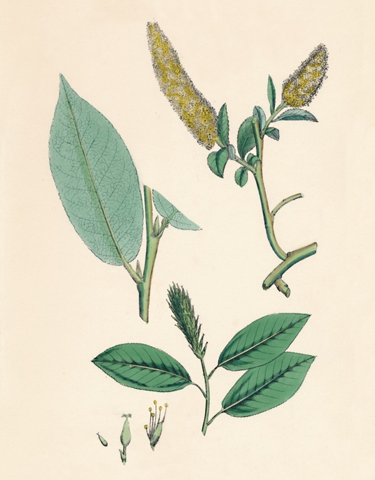 'Salix pentandra. Bay-leaved Willow', 19th Century. Bay willow is a deciduous tree native to northern Europe and northern Asia. The leaves not only resemble those of the bay tree, but they produce a yellow gum, which smells like a bay leaf. Traditionally willows were used to relieve pain, and the painkiller Asprin is derived from salicin, a compound found in the bark of all Salix species.