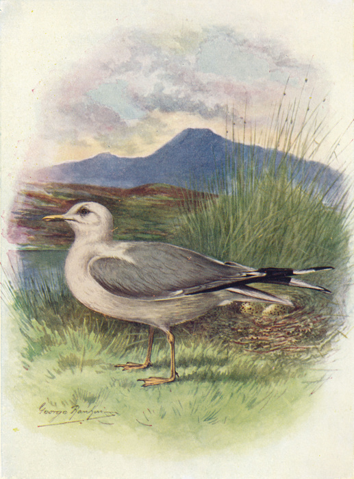  Common Gull   Lar us can us , c1910,  1910 . Artist: George James Rankin.  Common Gull   Lar us can us , c1910,  1910 . From Britain s Birds and Their Nests, by A. Landsborough Thomson.  The Waverley Book Company, Limited, W.   R. Chambers, Limited, London   Edinburgh, 1910 