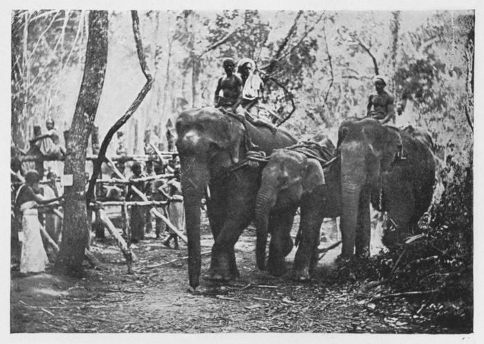 'Elephant Kraaling in Ceylon - Free No Longer', c1890, (1910). From The Hundred Best Views of Ceylon. [Plâté Ltd, Colombo, Kandy & Nuwara Eliya, 1910]