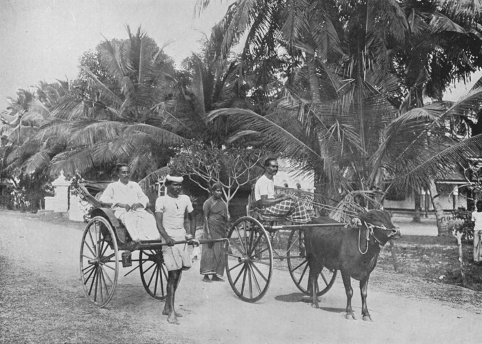 'Rickshaw and Racing Hackery', c1890, (1910). From The Hundred Best Views of Ceylon. [Plâté Ltd, Colombo, Kandy & Nuwara Eliya, 1910]