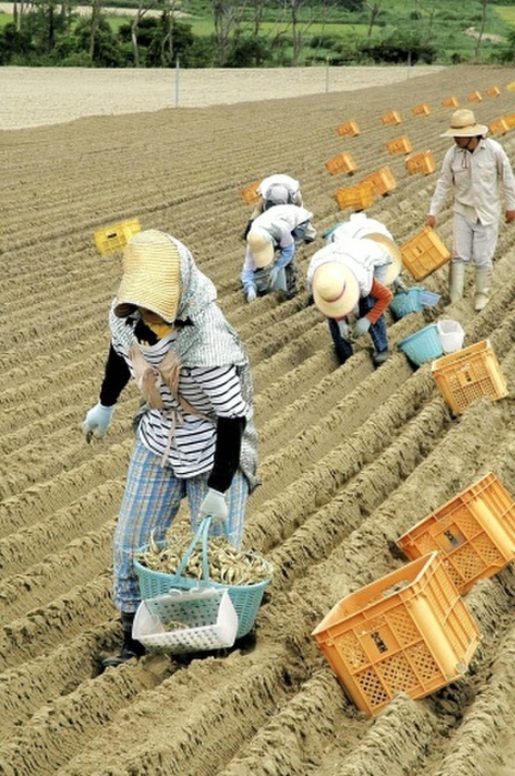 Dune rakkyo planting Farmers busy with work at the peak of the season   Tottori City Planting work of rakkyo  Japanese radish  in Fukube cho, Tottori City, in the lingering summer heat, photographed on August 25, 2008  Published in Tottori edition, August 26, 2008