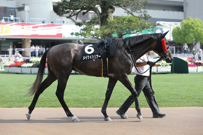 2019 White Lily Stakes Meikei Harrier Meikei Harrier, MAY 26, 2019   Horse Racing : Meikei Harrier is led through the paddock before the Kyoto 11R Shirayuri Stakes at Kyoto Racecourse  Photo by Eiichi Yamane AFLO 