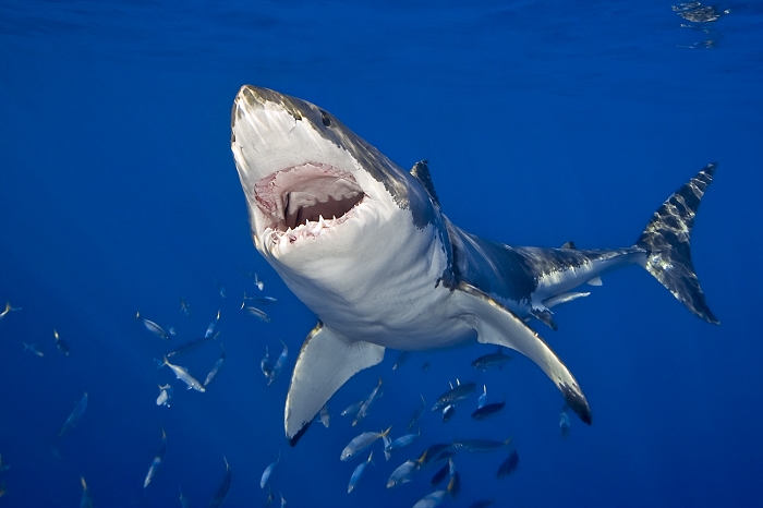 white pointer  Carcharodon carcharias  Great White Shark with Open Jaw