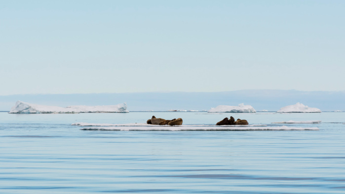 Norway Atlantic walrus  Odobenus rosmarus  lying on iceberg, distant view, Vibebukta, Austfonna, Nordaustlandet, Svalbard, Norway
